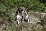 BOSTON TERRIER 140